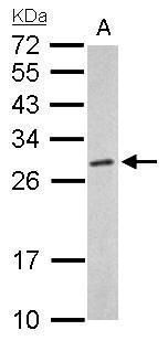 proteasome subunit alpha 6 Antibody