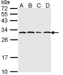 PSMA6 antibody