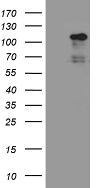 PSMA7 Antibody