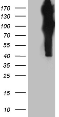 PSMA7 Antibody