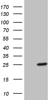 PSMA7 Antibody