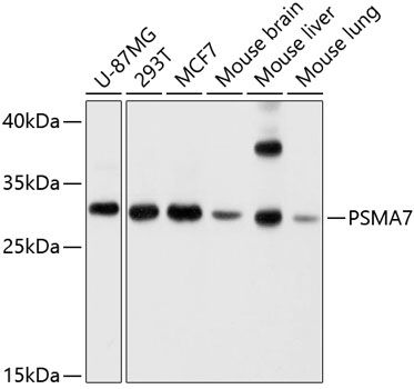 PSMA7 antibody