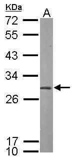PSMA7 antibody [N1C2]