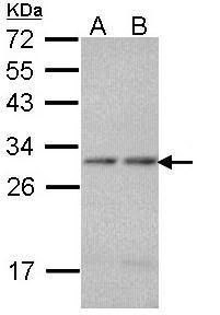 PSMA7 antibody [N1C2]