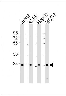 PSMB7 antibody
