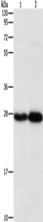 PSMB7 antibody