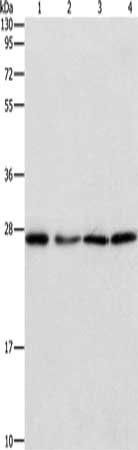 PSMB7 Antibody