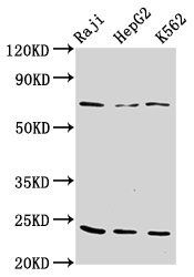PSMB9 Antibody