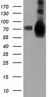 PSMC3 Antibody