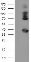 PSMC3 Antibody
