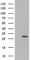 PSMC3 Antibody
