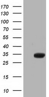 PSMC3 Antibody