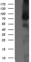 PSMC3 Antibody