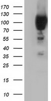 PSMC3 Antibody