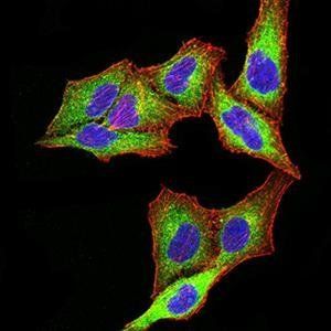 PSMC3 Antibody