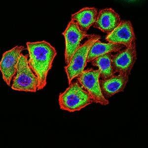 PSMC3 Antibody