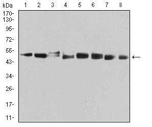 PSMC3 Antibody