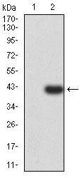 PSMC3 Antibody