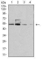 PSMC3 Antibody