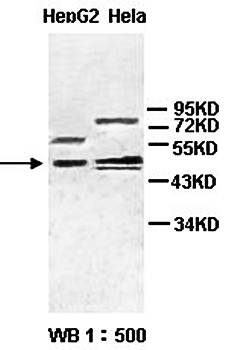 PSMC3 Rabbit Polyclonal Antibody
