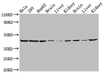 PSMC6 Antibody