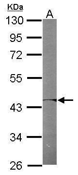 proteasome 26S subunit, ATPase 6 Antibody