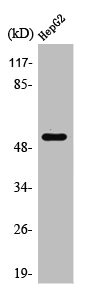 PSMD12 Antibody