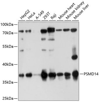 PSMD14 antibody
