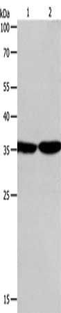 PSMD14 antibody