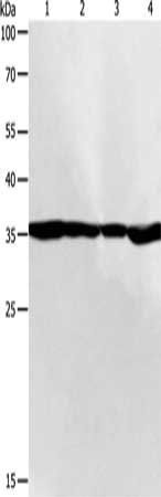 PSMD14 antibody