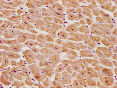 PSMD14 Antibody