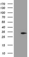 PSMD2 Antibody