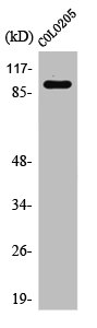 PSMD2 antibody