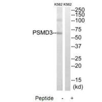 PSMD3 antibody