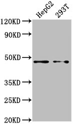 PSMD4 antibody