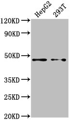 PSMD4 Antibody