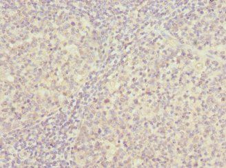 PSMD8 Antibody