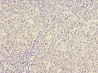 PSMD8 antibody