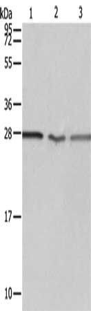 PSMD9 antibody