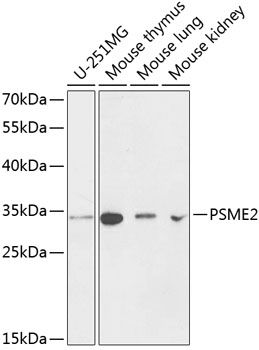 PSME2 antibody