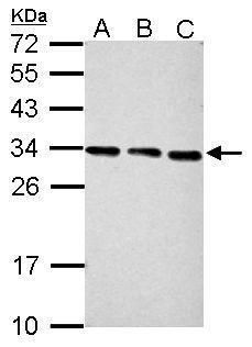 proteasome activator subunit 3 Antibody