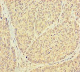 PSMF1 Antibody