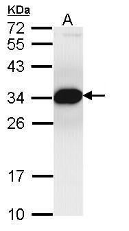PSMF1 antibody [C2C3], C-term