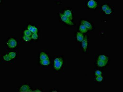 PSMG1 antibody