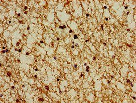 PSMG1 Antibody