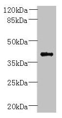 PSTPIP2 Antibody