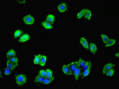 PTAFR Antibody
