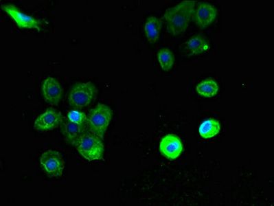 PTAFR Antibody