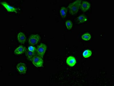 PTAFR antibody