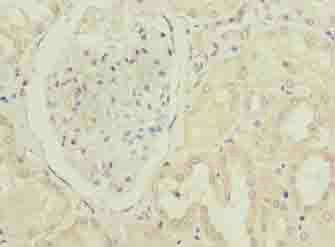 PTAFR Antibody
